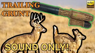 Sound Only Young Buck Trailing Grunt Call Play While Hunting Flextone “The Extractor” Deer Call [upl. by Accever]