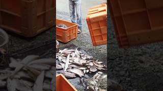 Morning fish in Andaman rainy season Fish selling [upl. by Eninotna]