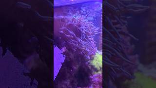 A Bubble Tip Anemone Should NOT Be There Wow 😲 [upl. by Yoccm]