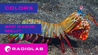 Colors What is Color Really  Radiolab Podcast [upl. by Thurstan]