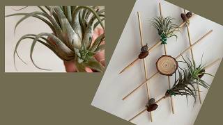 Air Plant Holder Idea [upl. by Dore]