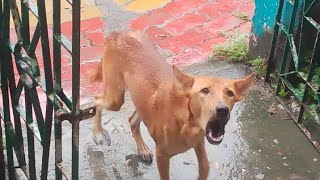 when real dog and fake dog equal comedy video 😂😂 [upl. by Rhiana]