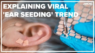 Explaining the viral trend ear seeding [upl. by Sibilla]