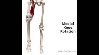 Medial Knee Rotation [upl. by Peednus]