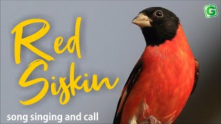 Red Siskin Singing And Call  Red Siskin Bird Chirping [upl. by Corb]