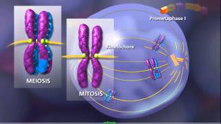 Meiosis  Plants and Animals [upl. by Ashely]