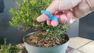 Making a Boxwood Bonsai Tree Harlandii Boxwood [upl. by Neerehs889]