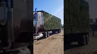 Cargando alfalfa en el valle de Mexicali ejido saltillo con destino Tecate quotRANCHO NUEVOquot [upl. by Ahsercul]