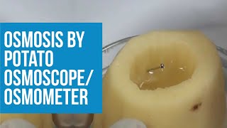 To study osmosis by potato osmometer or osmoscope [upl. by Lemra]