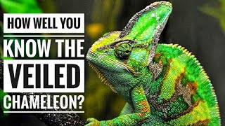 Veiled Chameleon  Description Characteristics and Facts [upl. by Wu476]