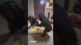 baby chimps fighting over food primates babyanimal monkey chimpanzee [upl. by Dweck]