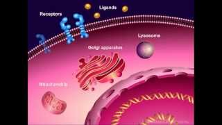 Introduction to Cancer Biology Part 1 Abnormal Signal Transduction [upl. by Eiznikcm297]