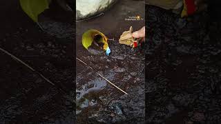 HOW TO CATCHING SNAKEHEAD FISH  SNAKEHEAD FISH shorts fish channa viralvideo [upl. by Kcirdneh]