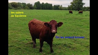 VACHES SALERS  SAVIERES AUBE 05SEPT24 [upl. by Tnecillim]