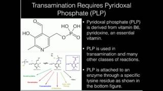 Vitamin B6 Pyridoxal Phosphate [upl. by Norrek]