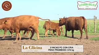 LA GLICINA  3 VACAS CCRIAS PC [upl. by Leiru]