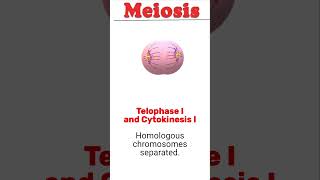 Meiosis animation biology meiosis [upl. by Serena645]