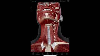 Infrahyoid Muscles Visible Body [upl. by Brookhouse]