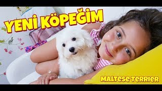 Yeni Köpeğim Geldi Çok Mutluyum Maltese Terrier [upl. by Mart]