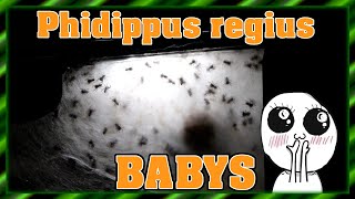 Phidippus regius Springspinne  Babys umsetzen [upl. by Lukin]