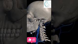 Human skulls  Structure of the human skulls  facial nerve tranding physio massage skull [upl. by Cassandra46]