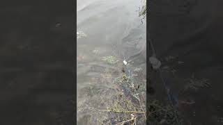 fishing fiish beachfishing fish filefish carpfishing fihing carp fiahing videogama [upl. by Larrie]