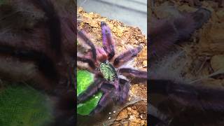 🕸🕷💛💯💛🕷🕸MARTINIQUE TARANTULA💛💯💛FRESH MOLTED💛💯💛 tarantula wildlife beauty nature [upl. by Enoj]