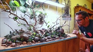 New 100 gallon Aquascape for an Ichthyologist [upl. by Gerfen886]