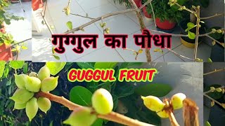 गुग्गल का पौधा Guggul plant information guggul fruit commiphora wightii commiphora mukul [upl. by Mcclimans]