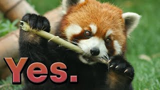 Are Red Pandas going extinct [upl. by Papst657]