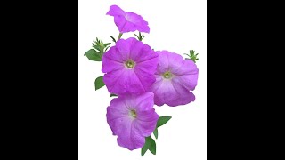 Petunia  How to propagate Petunia from cuttings [upl. by Bertha]