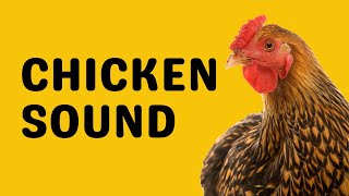 Chicken Sound  Cluck [upl. by Anade]