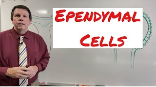 Ependymal cells [upl. by Miharba]