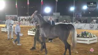 N 59 SHAM EL ZAOOR Azez Arabian and Nahef Egyptian Event Yearling Fillies Section A Class 8 [upl. by Blandina]