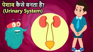 पेशाब कैसे बनता है  How Your Urinary System Works In Hindi  Dr Binocs Show [upl. by Lugo]