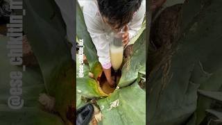 Sacando AGUAMIEL para elaborar PULQUE pulque [upl. by Cline275]