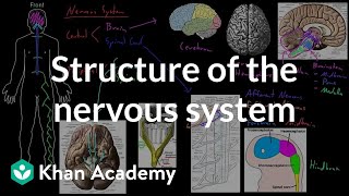 Structure of the nervous system  Organ Systems  MCAT  Khan Academy [upl. by Eelah568]