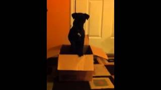 Patterdale Terrier breed  Паттердейл Терьер [upl. by Caesaria]