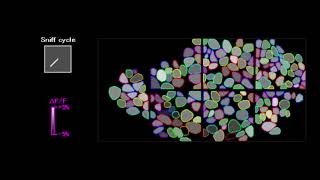 Oscillation phases of glomeruli in the olfactory bulb of a mouse [upl. by Ioves720]