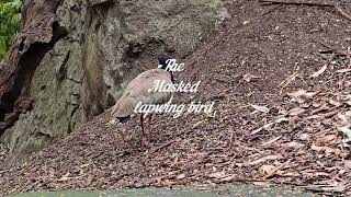 Australian Masked lapwing bird Sydney [upl. by Tristram552]