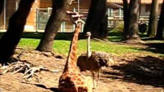 Ostrich VS Giraffe [upl. by Frankhouse]