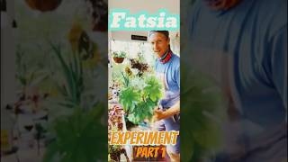 Fatsia Japonica is a shade garden stunner But can it houseplant houseplant gardeningtips plants [upl. by Shulem717]