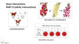 Allelic or Intra allelic Interactions  Gene Interactions [upl. by Blackburn]