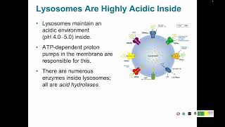 Protein Trafficking 6 Coated Vesicles Endosomes and Lysosomes [upl. by Nahtonoj179]