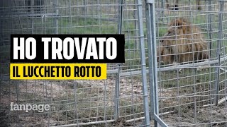 Leone scappa a Ladispoli il proprietario del Circo quotAbbiamo trovato il lucchetto rotto per terraquot [upl. by Akym]