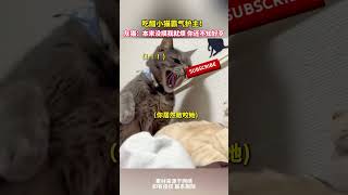 吃醋小貓霸氣護主！灰貓：本來沒摸我就煩，妳還不知好歹！ cat 寵物 cuteanimal pets [upl. by Houlberg]