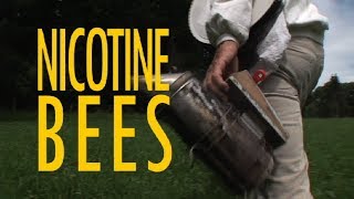 Nicotine Bees 2010 [upl. by Hansen279]