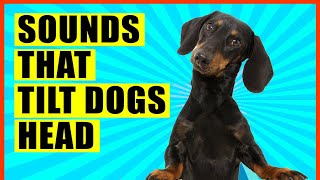 Sounds That Make Dogs Tilt Their Head GUARANTEED [upl. by Rhodes]