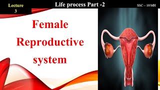 Lec 3  Female reproductive system  Life process part 2  10 SSC MH [upl. by Dunc]