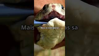 🐍 Le Cobra  Maître des Serpents 🐍 serpent animaux documentaire [upl. by Mad390]